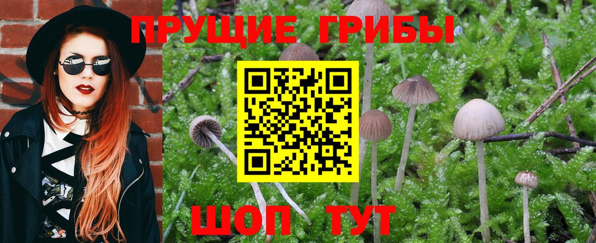 Железногорск  Псилоцибиновые грибы Cubensis  Вход с VPN 